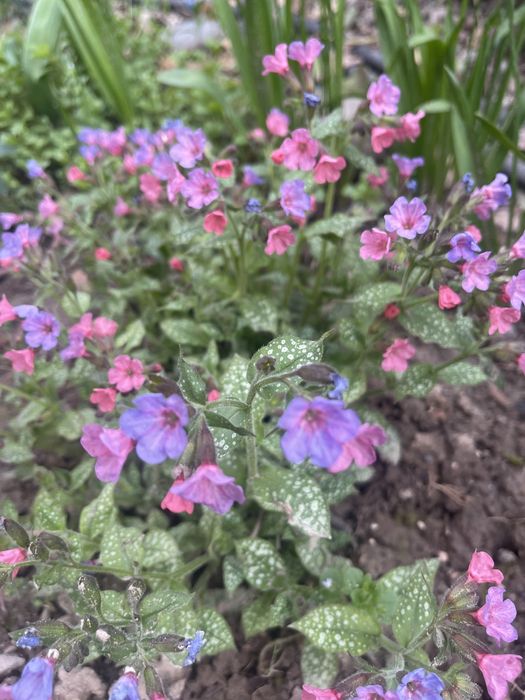 Продам морозник, садовые многолетние цветы