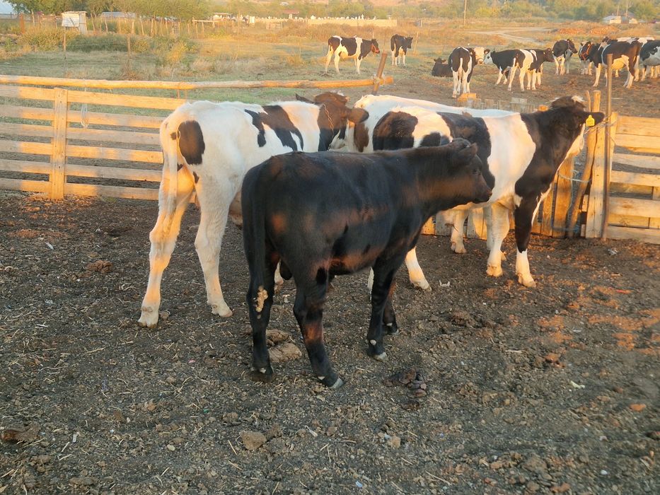 4 taurasi de vanzare