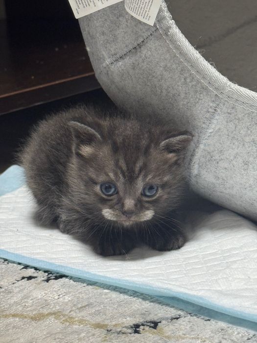 Отдам котят в добрые руки