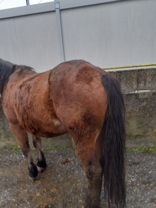 Vând iapă de 5 ani