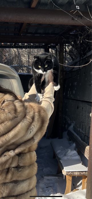 Котик в добрые руки