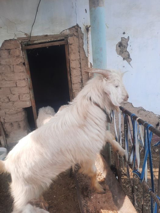 Чистокровный теке