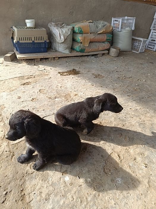 Русский спаниель Собака