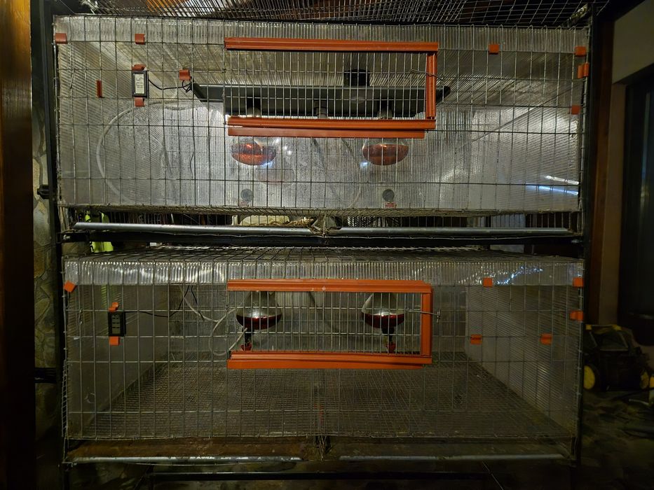 Prepelite cusca, incubator, maternitate