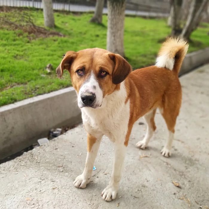 Собака мальчик в добрые руки