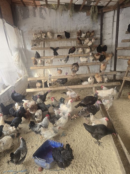 Тауықтар сатылады