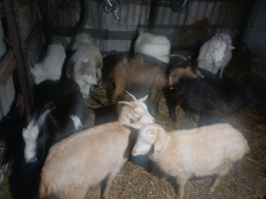 Ешкі сүтті заийнскии порода сатылады