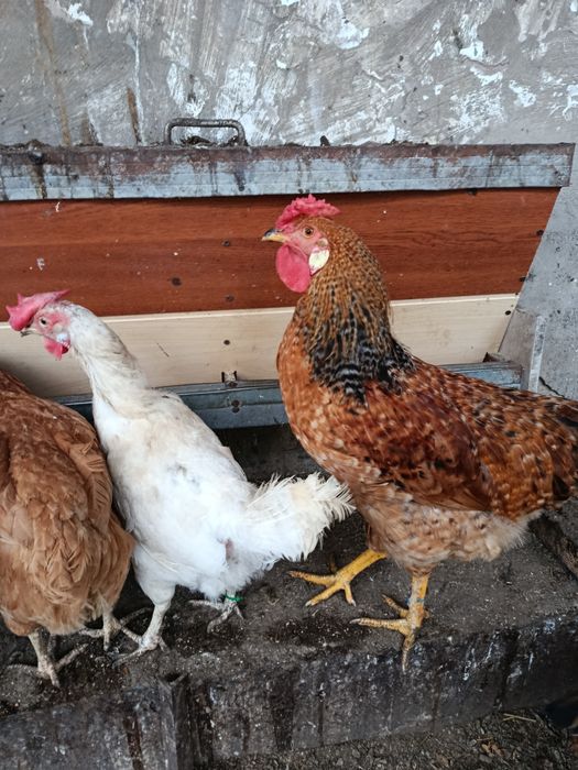 Продам молодых петухов.