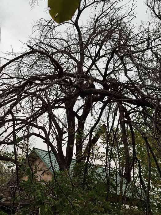 Отдам даром. Дерево урюка. Самовывоз самоспил