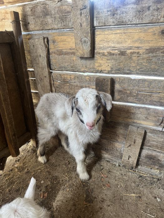 Заненский коза занен ешкі