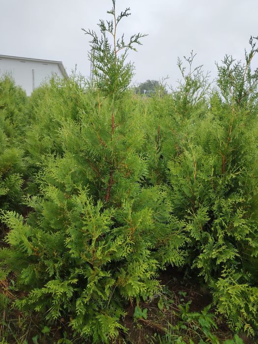 Туя Брабант, Смаракт