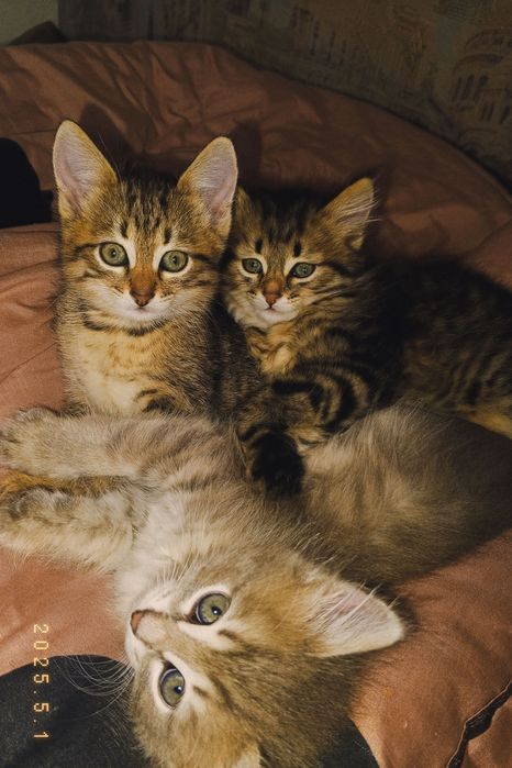 Отдам котят в добрые руки.