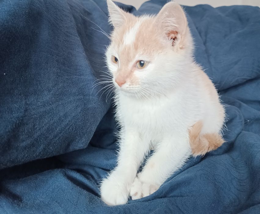 Отдам котенка примерно 3 месяца, мальчик