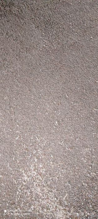 Семена чечевицы красной