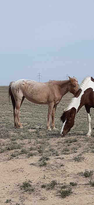 Үйір сатылады 6 бас