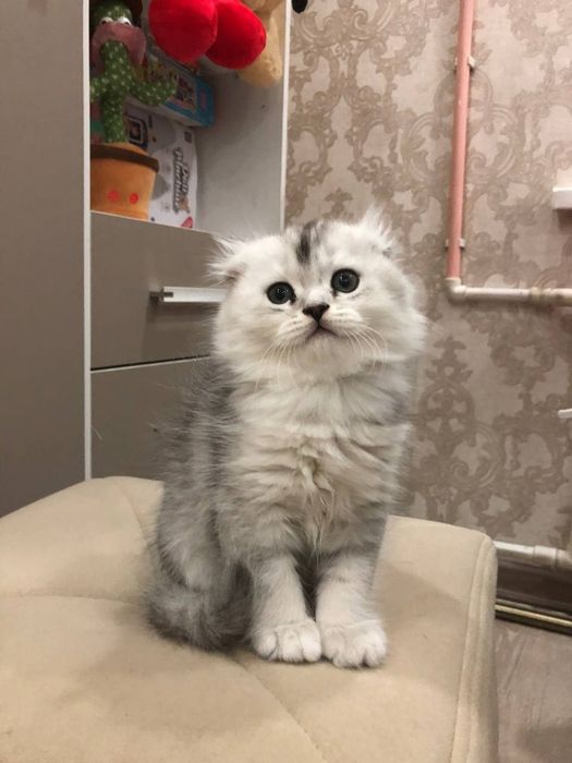 Котята продаю фолд