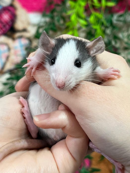 Крысы малыши (крысята,крыса)