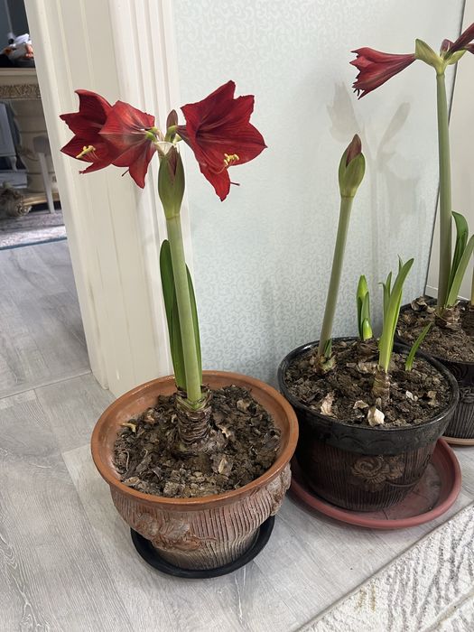 Гипераструм