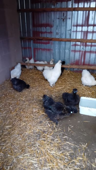 Oua pt incubat pasari de rasa