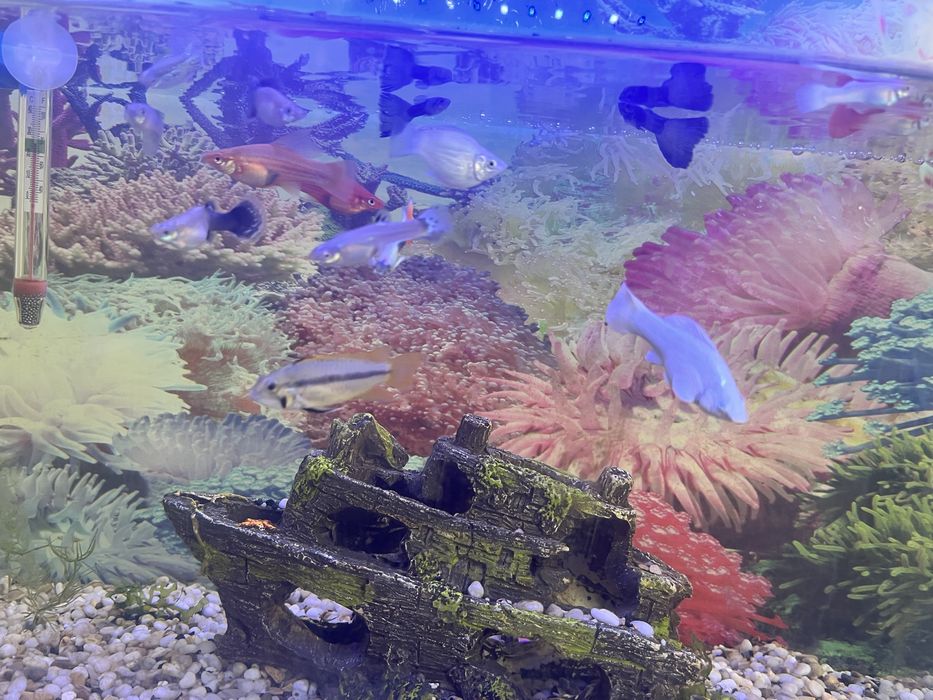 Рыбы аквариумные