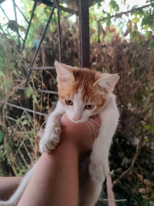 Котенок в добрые руки