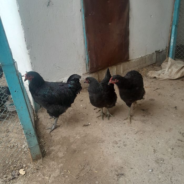 Продам петушков джерсийский гинант