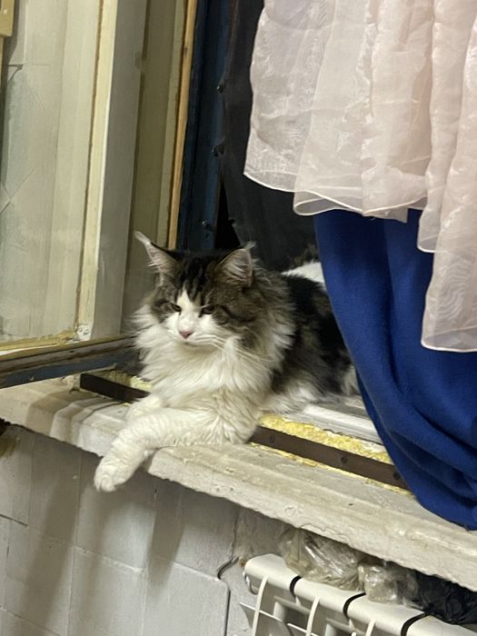 Отдам кота бесплатно мейн-кун