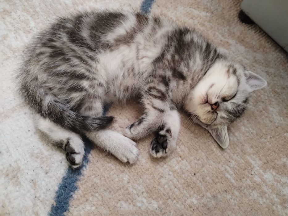 Животные кошки,породистые