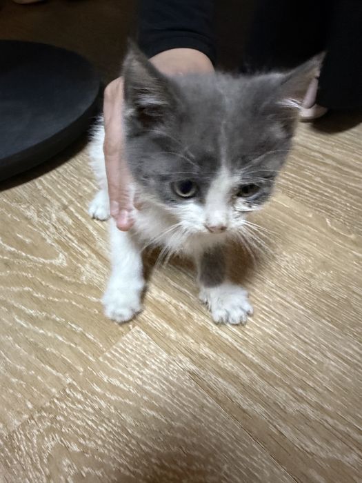 Отдадим котенка в добрые руки!