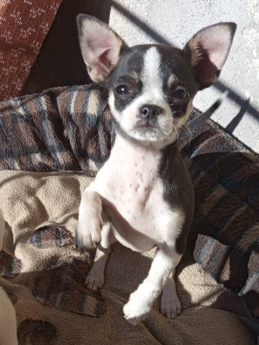 Продавам две женски чихуахуа