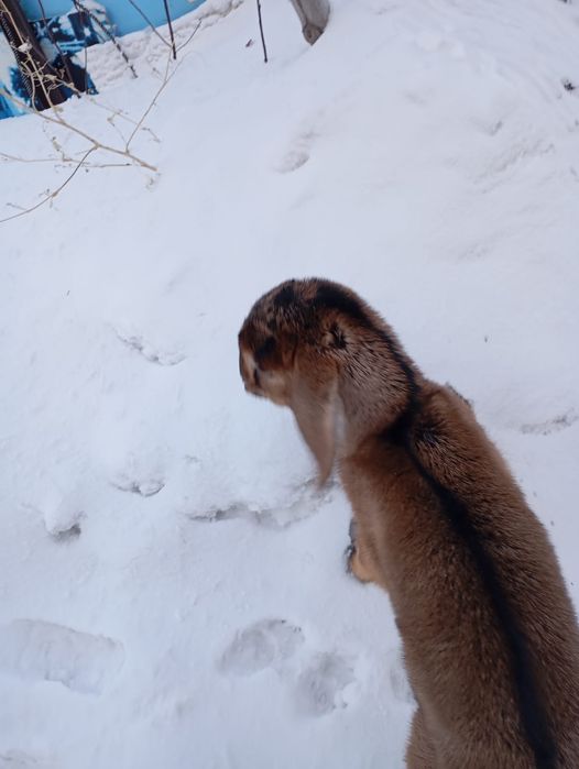 Козлята мальчики