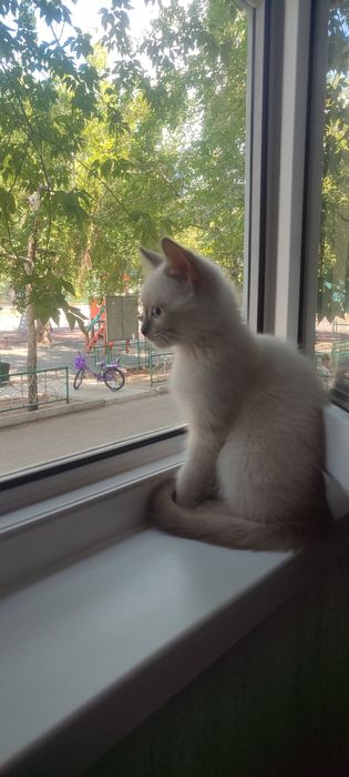 Котенок девочка Мия