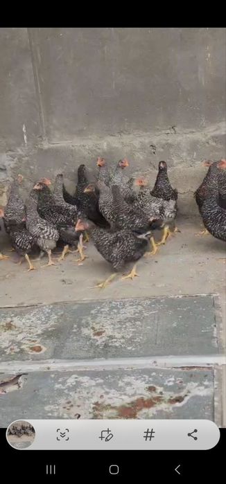 Amroks jojalari sotiladi