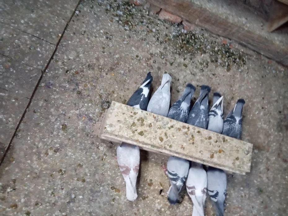 Vând iepurii de casă