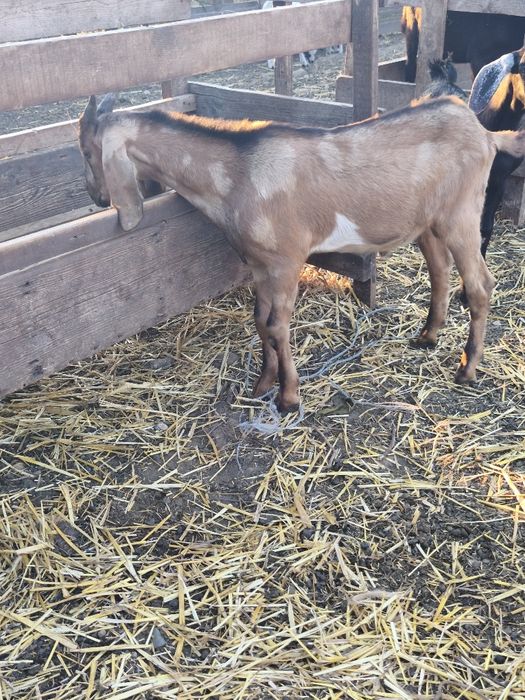 Vând țăpișor anglonubian
