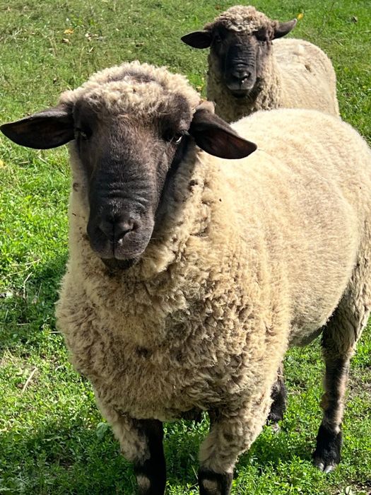 Berbec Suffolk