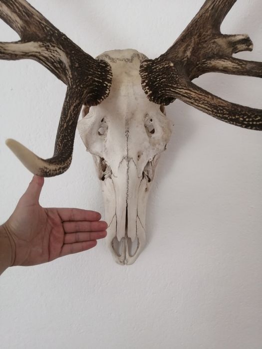 Трофей, рога от благороден елен
