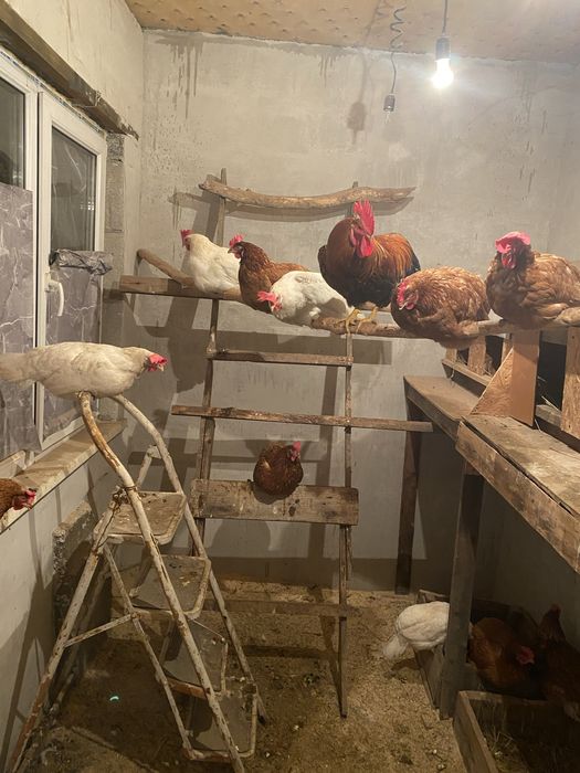 Продам кур несушек