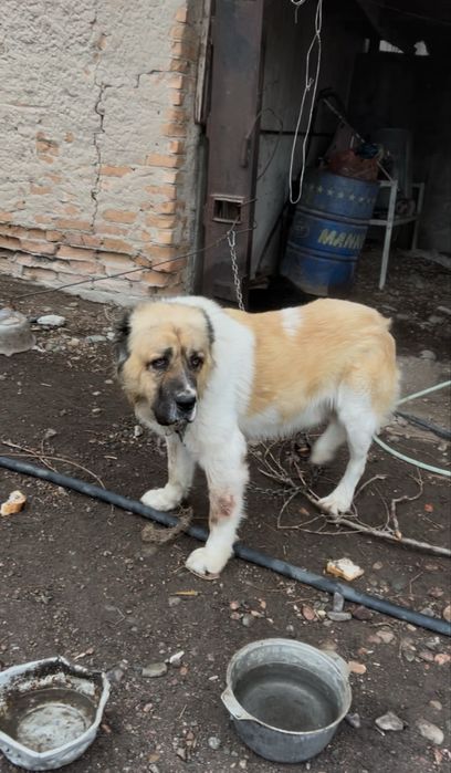 Күшіктер сатылады алабай