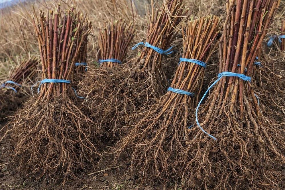 Качествен разсад – Малини и Ягоди Предлагам висококачествен