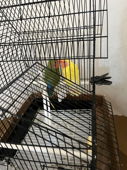 Попугай с клеткой