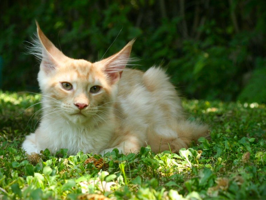 Мейн Куун (Maine Coon)