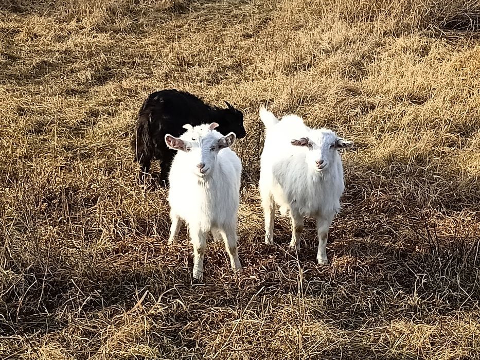 Козлята продажа 3 девочки