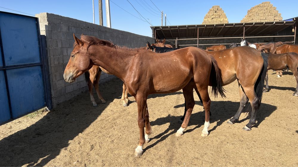 Лошадь, англоараб, жеребец, донен, байге