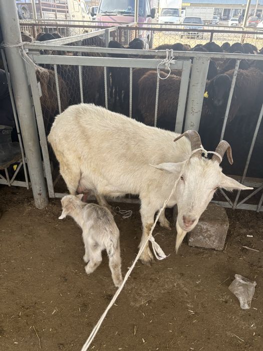 Коза , Ешке.