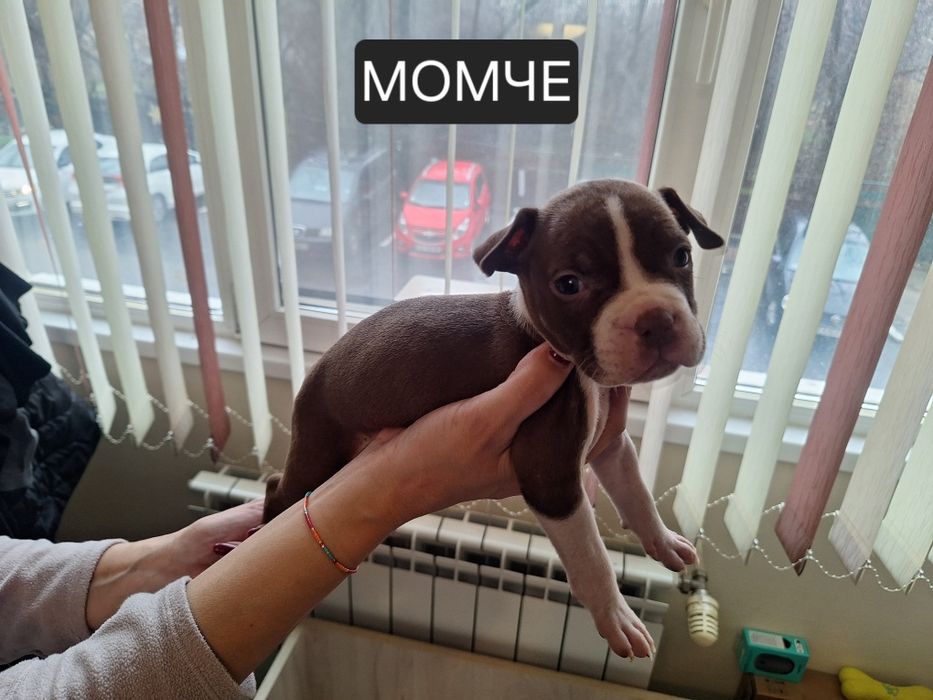 Американски Питбул териер