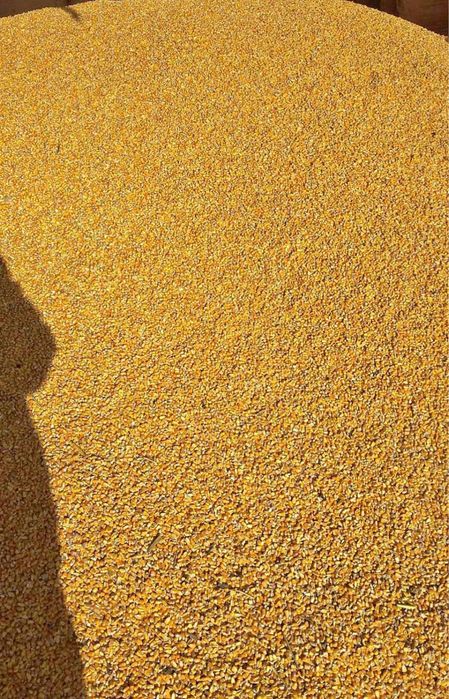 Vand porumb 1 leu /kg