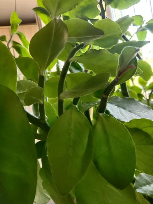 Цветок Педилантус