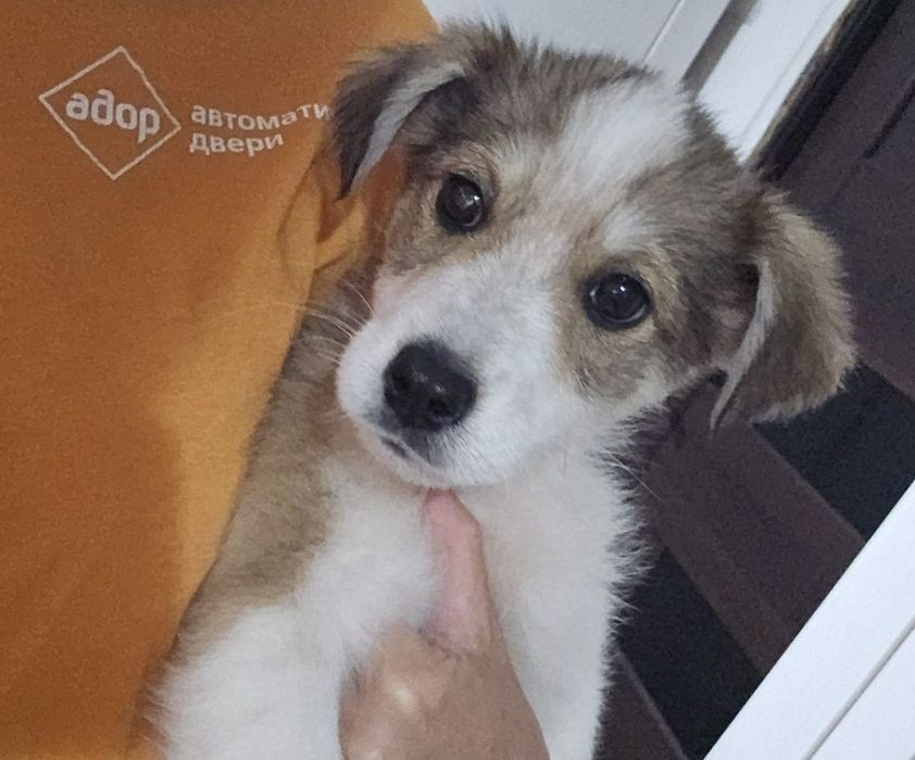 Отдам щенка 2 ,5 месяца