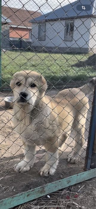 Питомник предлагает к продаже щенков Волкодава